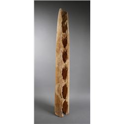 SPERM WHALE JAW BONE, 32-1/2" Long