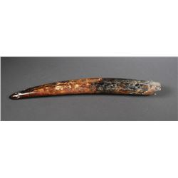 Fossil Walrus Ivory Tusk