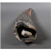 Image 3 : Fossil Walrus Ivory Tusk