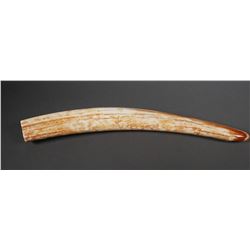 Fossil Walrus Ivory Tusk