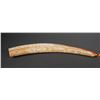Image 1 : Fossil Walrus Ivory Tusk
