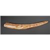 Image 2 : Fossil Walrus Ivory Tusk