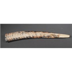 Fossil Walrus Ivory Tusk
