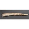 Image 1 : Fossil Walrus Ivory Tusk