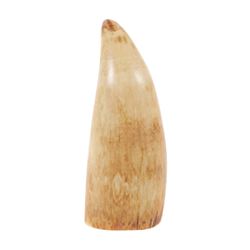 Antique Polished SPERM WHALE TOOTH