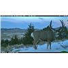 Image 2 : Deer Hunt on the Theodore Roosevelt Memorial Ranch in Montana
