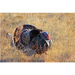 Turkey Hunt on the Pecos River Ranch, New Mexico