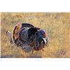 Image 1 : Turkey Hunt on the Pecos River Ranch, New Mexico