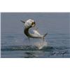 Image 3 : Tarpin Fishing Trip in Bradenton, Florida