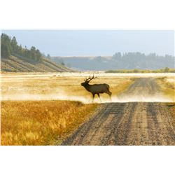 5-Day Montana Elk and Whitetail Deer Bow Hunt