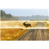 Image 1 : 5-Day Montana Elk and Whitetail Deer Bow Hunt