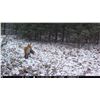 Image 2 : Kansas Predator Hunt & Trapping Experience
