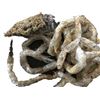 Image 1 : Alien vs. Predator Alien Cocoon Movie Props
