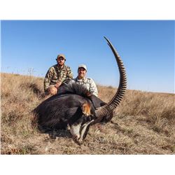 4 day - South African Sable Hunt for 1 Hunter