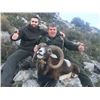 Image 1 : 4 day/3 night Iberian Mouflon Sheep Hunt in Castellon, Spain for 1 Hunter and 1 Non-Hunter
