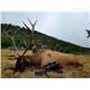 Image 1 : 5 day - New Mexico Elk and Black Bear Combo Hunt for 2 hunters - Muzzleloader or Rifle