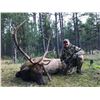 Image 2 : 5 day - New Mexico Elk and Black Bear Combo Hunt for 2 hunters - Muzzleloader or Rifle