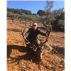 Image 3 : 2 day/2 night - Iberian Red Deer Hunt near Toledo, Spain for 1 Hunter