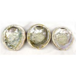 Set of 3 Abalone Shells