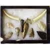 Image 5 : Collection of Arrowheads and 2 Tusks