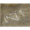 Image 4 : Zuni Travertine Coyote Fetish by Fred Bowannie