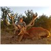 Image 1 : RED STAG +WILD BOAR + DOVE SHOOTING WITH MAPU HUNTING LODGE