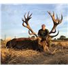 Image 2 : RED STAG +WILD BOAR + DOVE SHOOTING WITH MAPU HUNTING LODGE