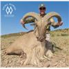 Image 5 : FREE RANGE AOUDAD HUNT FOR 1 HUNTER WITH DOUBLE DIAMOND OUTFITTERS