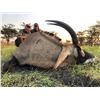 Image 2 : 10-DAY TANZANIA BUFFALO HUNT WITH ADAM CLEMENTS SAFARIS