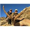 Image 2 : BECEITE IBEX MANAGEMENT HUNT WITH CORJU HUNTING SPAIN