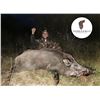 Image 1 : 3-DAY ROE DEER + WILD BOAR HUNTING IN SPAIN WITH HEREDEROS HUNTING CO