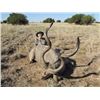 Image 5 : SPIRAL HORN SLAM HUNT FOR 7 DAYS FOR 2 HUNTERS IN SOUTH AFRICA WITH JANNIE OTTO