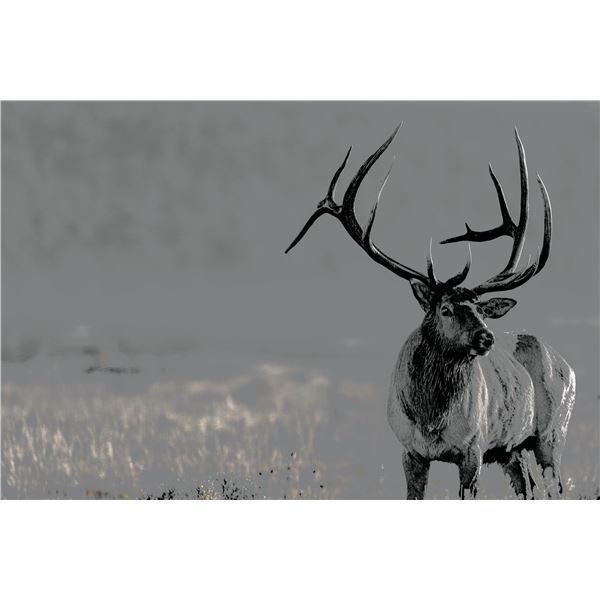 "Midas" Elk Painting