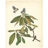 Image 1 : Vintage Menaboni Bird Picture â€“ Ruby-crowned Kinglet