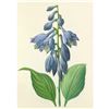 Image 1 : After Pierre-Jospeh Redoute, Floral Print, #53 Hemerocallis Carulea