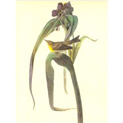 c1946 Audubon Print, #30 Pine Warbler