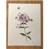 Image 3 : Limited Edition Print, Phlox & Butterflies