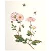 Image 1 : Limited Edition Print, Bumble Bees and Chrysanthemums