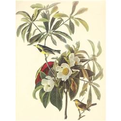 c1950 Audubon Print, Backman's Warbler