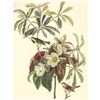 Image 1 : c1950 Audubon Print, Backman's Warbler