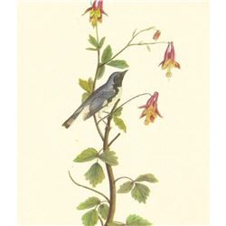 c1950 Audubon Print, Black Throated Blue Warbler