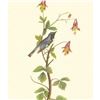 Image 1 : c1950 Audubon Print, Black Throated Blue Warbler
