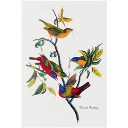 c1946 Audubon Print, #53 Painted Bunting