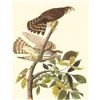 Image 1 : c1950 Audubon Print, Merlin or Pigeon Hawk