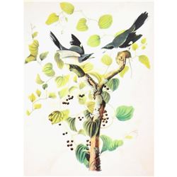 c1946 Audubon Print, #57 Loggerhead Shrike
