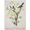 Image 2 : c1946 Audubon Print, #57 Loggerhead Shrike