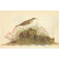 c1946 Audubon Print, #80 American Pipit
