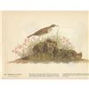 Image 2 : c1946 Audubon Print, #80 American Pipit