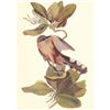 Image 1 : c1950 Audubon Print, Mangrove Cuckoo