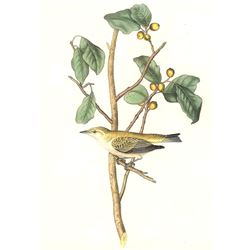 c1946 Audubon Print, #154 Tennessee Warbler